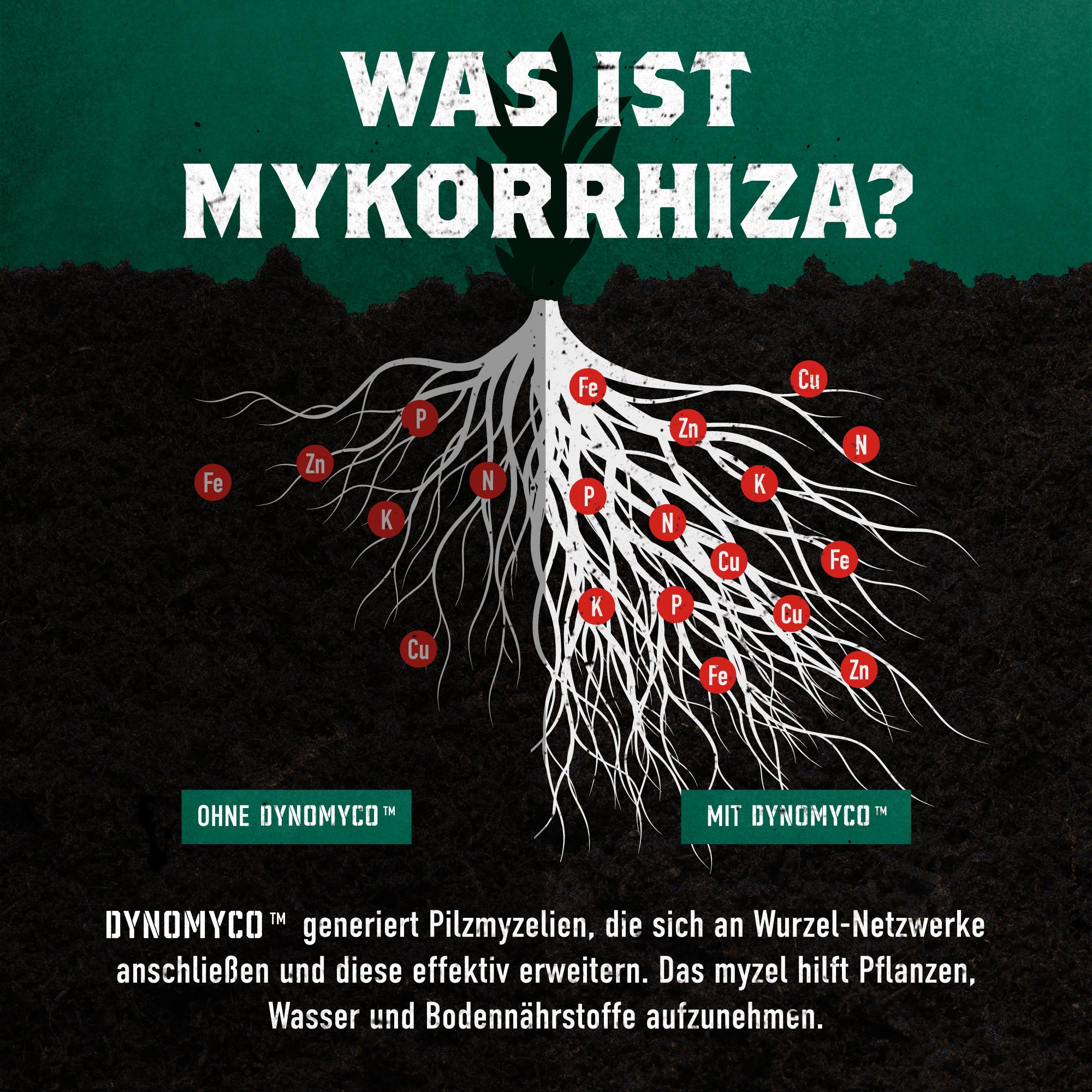DYNOMYCO